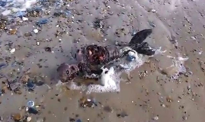 Deniz kızı cesedi kıyıya vurdu, halk ayağa kalktı!