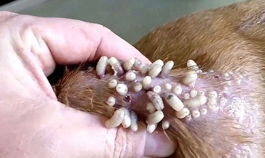Veteriner köpeğin derisinden yüzlerce canlı kurdu tek hamlede çıkardı!