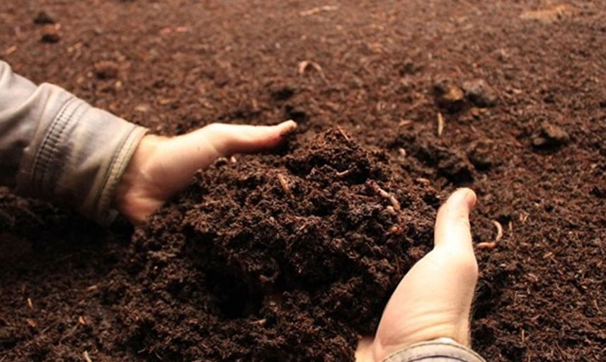 Solucana benzeyen canlı türü bilim insanlarını hayrete düşürdü