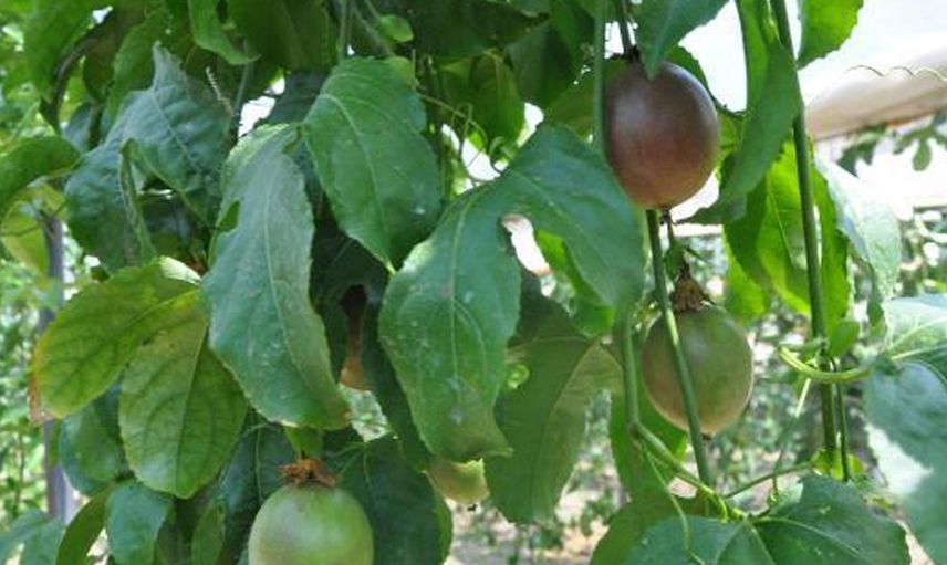 Almanya'dan Türkiye'ye Passiflora Yetiştirmek İçin Döndü, Kilosunu 76 Liradan Satıyor