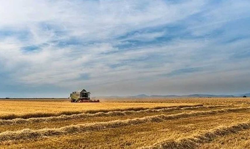 Buğday fiyatları ne olur?