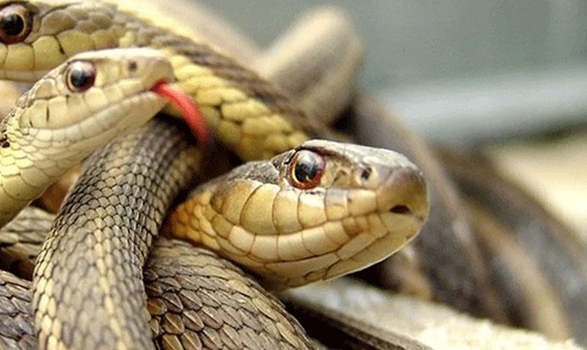 ABD'de 'ölümsüz' yılan görüldü