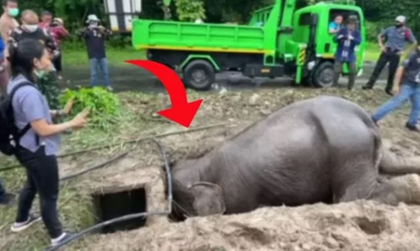 Acı içinde bağıran fili gören ekipler yardıma koştu! Gördükleri karşısında şaşkına uğradı