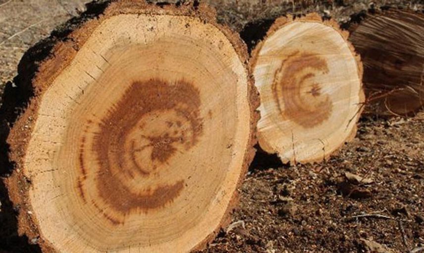 Kesilen Ağacın İçinden Türk Bayrağı Figürü Çıktı