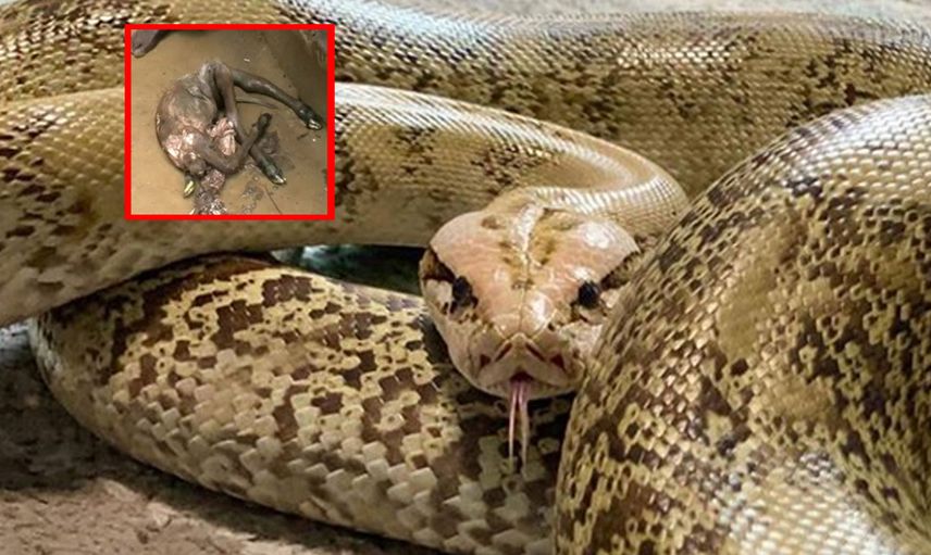 Akıl alır gibi değil! Dev pitonun karnından çıkanlar şoke etti