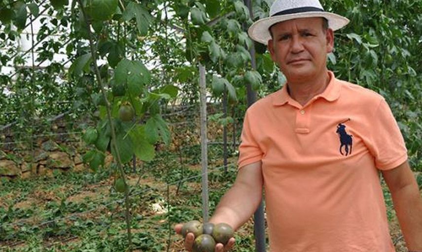 Almanya'dan Türkiye'ye Passiflora Yetiştirmek İçin Döndü, Kilosunu 76 Liradan Satıyor