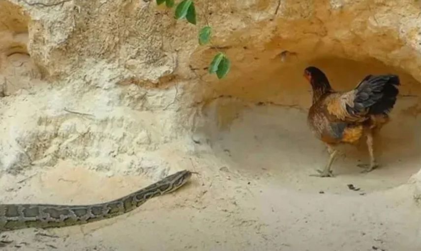 Anne tavuğun pitona karşı yavrularını koruyuşu sosyal medyada gündem oldu