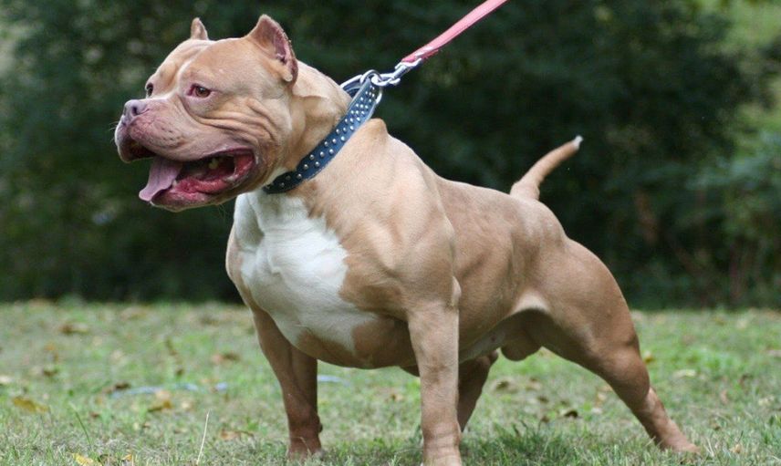 PITBULL