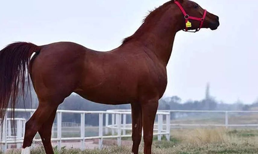 At Satışlarından Ekonomiye Milyonluk Katkı