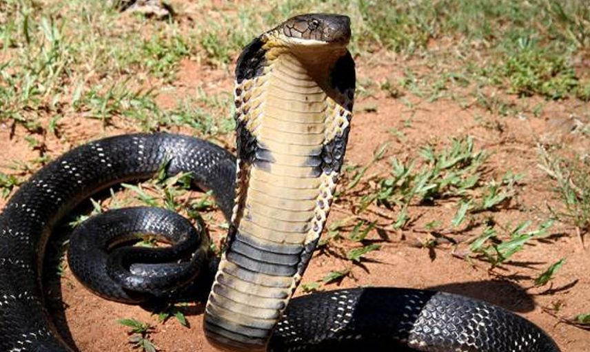 Dünyanın korkulu rüyası geri döndü! 12 dakika içinde 22 insanı öldürüyor