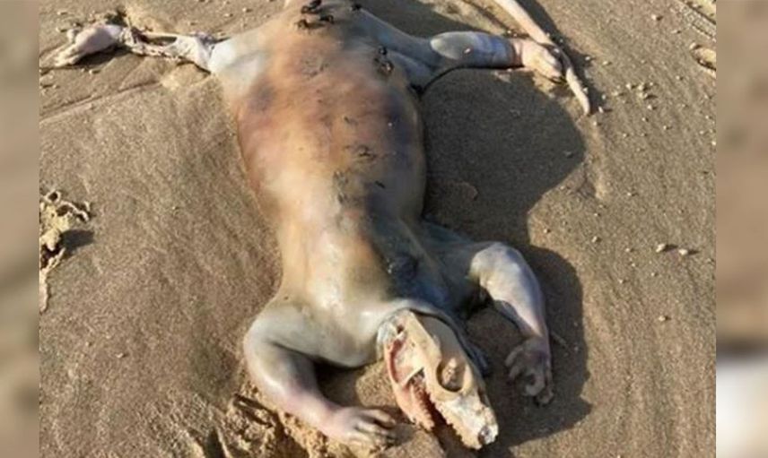 Avusturalya’da bulunan bu tuhaf yaratık dünya gündemine oturdu
