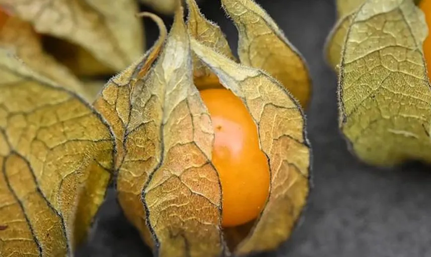 DÜNYANIN EN ZENGİN LİF ORANINA SAHİP MEYVESİ