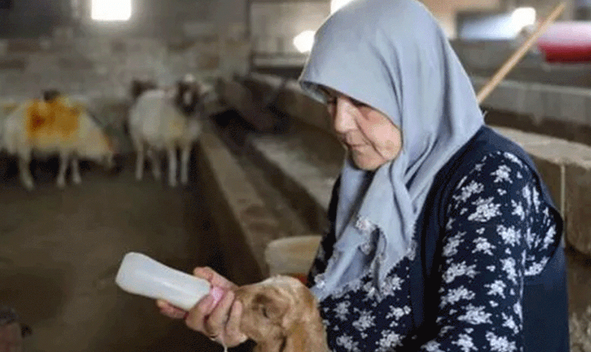 Yapamazsın Diyenlere İnat Gaziantepli Kadın Tek Başına Çiftlik Yönetiyor