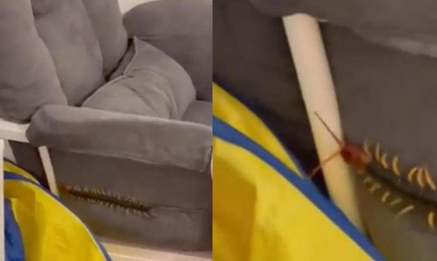 Bebek odasına giren devasa büyüklükte kırkayak yüzünden korku dolu anlar yaşandı