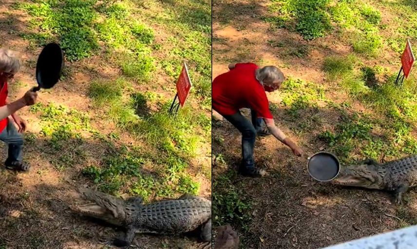Böylesi ne duyuldu ne de görüldü! Timsaha tavayla saldıran yaşlı adam bir an bile korkmadı o görüntüler izleyenleri şaşkına çevirdi