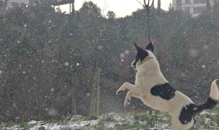 İstanbul’da korkutan olay! Köpeğe yaptıkları ağızları açık bıraktı! Linç edilmekten son anda kurtuldu