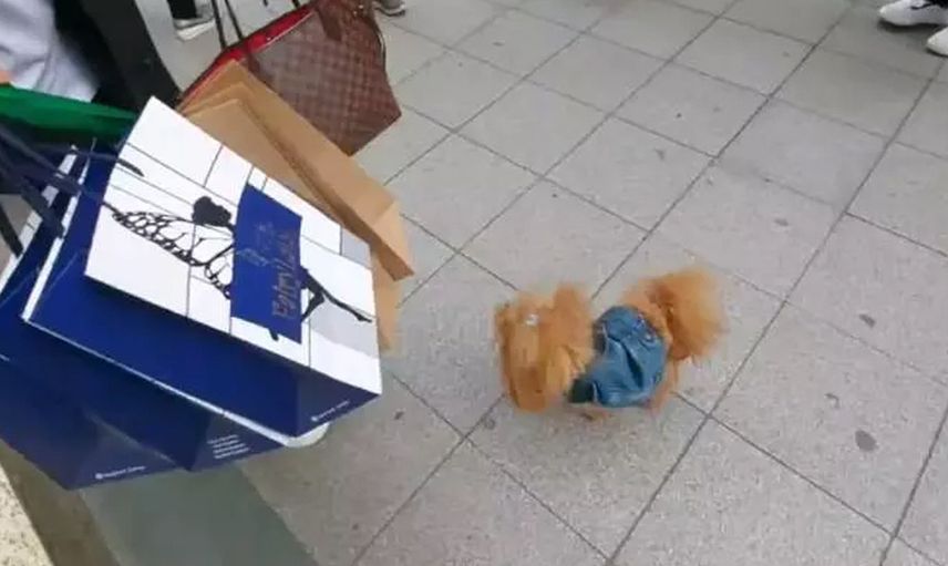 Ünlü şarkıcı 5 milyon değerindeki evi dahil bütün servetini köpeğine bırakıyor!