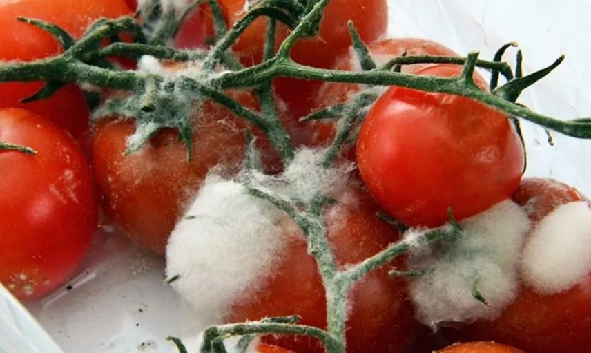 Çürük domatesleri sakın çöpe atmayın! Aklınızın ucundan bile geçmeyen faydaları var