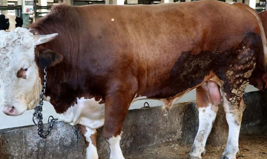 Görenler inanamıyor! 193 cm boyunda olan günde 380 litre su içen bu hayvanı sahibi doyuramıyor...