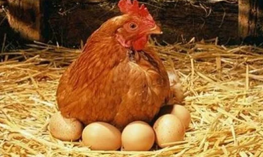 Çanakkale'de arkadaşından gördüğü tekniği uyguladı tavuklarına maydanoz yedirdi sonrasında olanlar herkesi şok etti