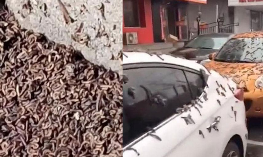 Çin'de korkutan görüntü! Solucan yağmurunun nedeni belli oldu
