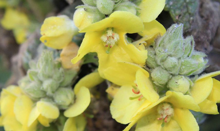 Verbascum thapsus - Sığır kuyruğu otu