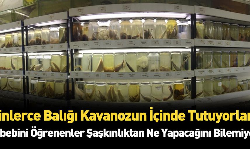 Çok az kişi biliyor! Yıllardır cam fanusların içinde saklanıyorlar!