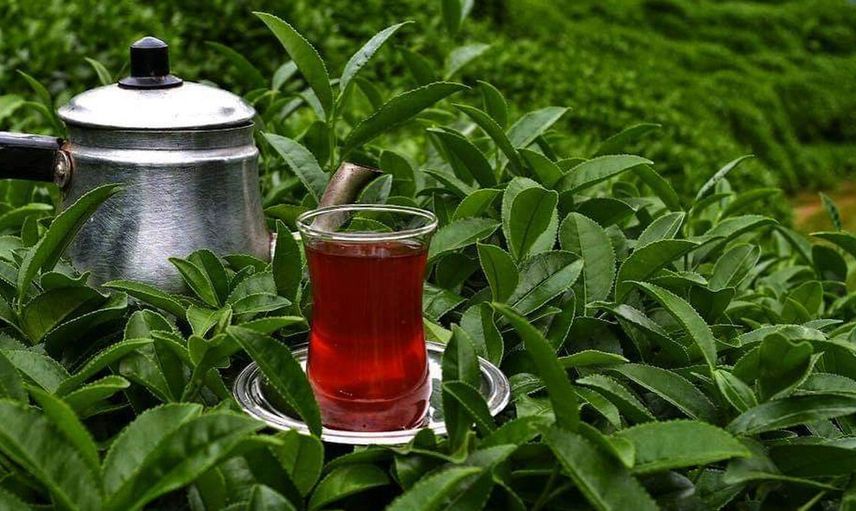 Çocuk yapmak isteyenlere kötü haber! Çay’ın öyle bir etkisi var ki dikkatli olmalısınız