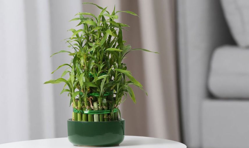 Bambu Bakımı Nasıl Olmalı?