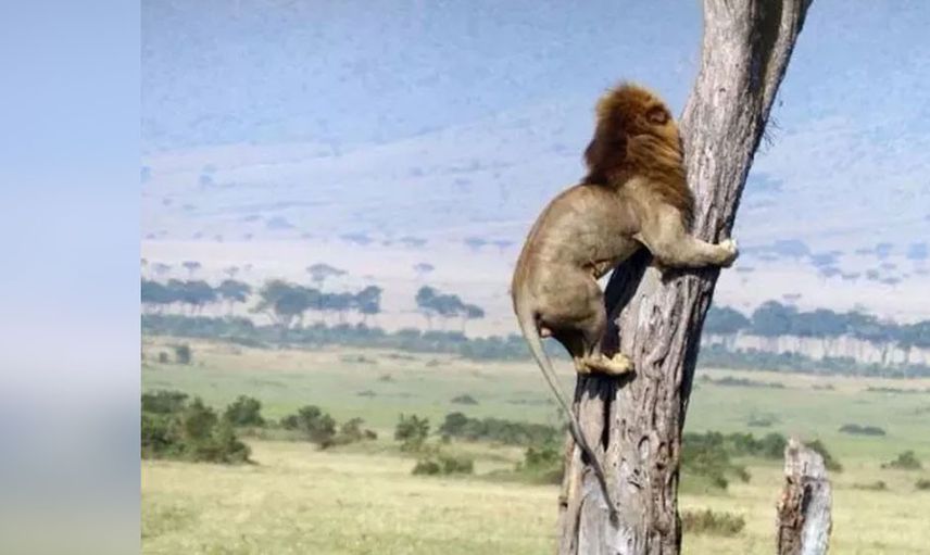 Ormanların kralının zor anları! Aslan öyle durumlarla karşı karşıya kaldı ki geyik haline üzüldü gel beni ye dedi