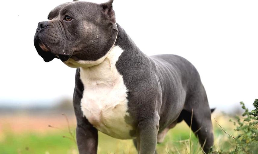 AMERICAN BULLY