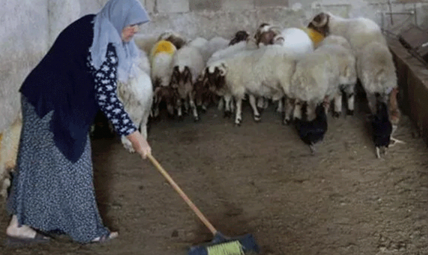 Yapamazsın Diyenlere İnat Gaziantepli Kadın Tek Başına Çiftlik Yönetiyor