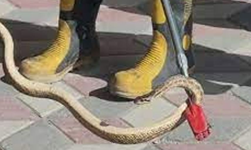 Havalar ısındıkça yılanlar çığrından çıktı sokaklar önü yılan kaynıyor... Tokat'ta korkunç görüntü yetkililer hangisine koşacak