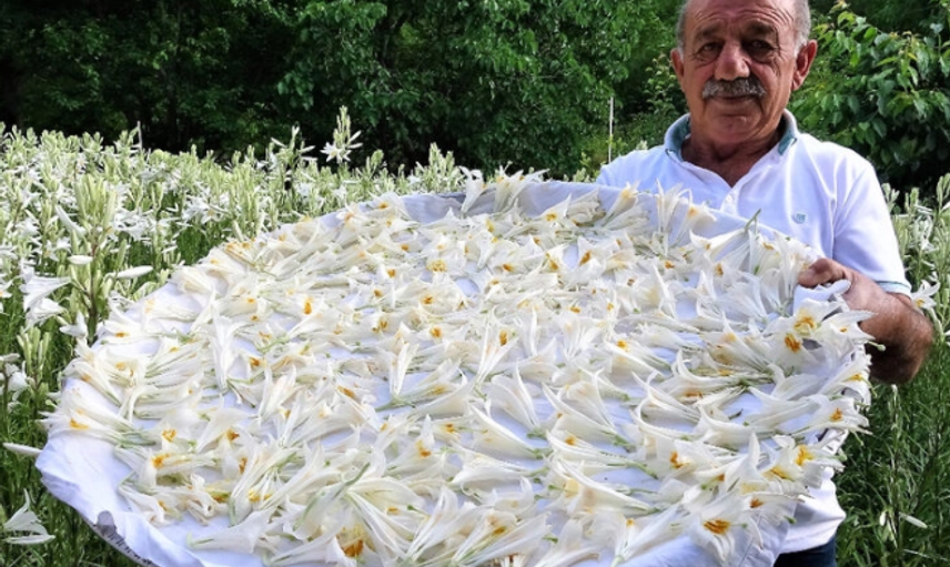 Tokat'ta Zambak Satarak Para Kazanıyor