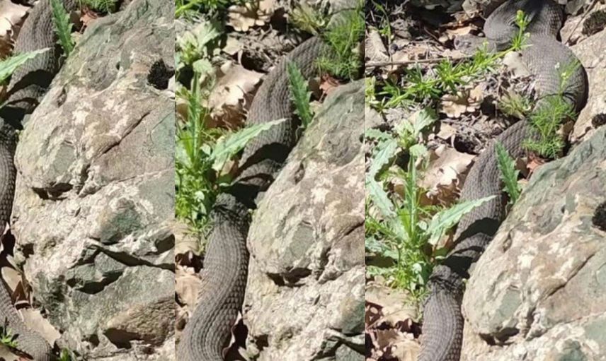 Dev yılanlar mahalle sakinlerini korkuttu Elazığ'da yılan paniği yaşandı