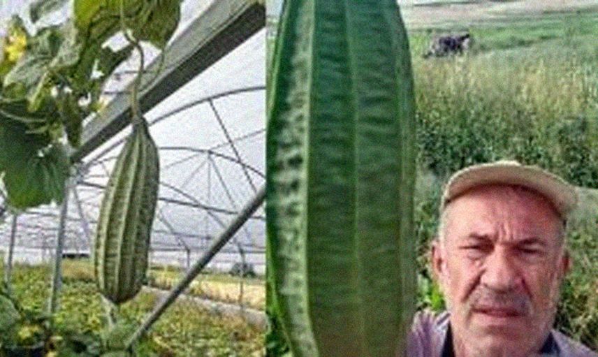 Devasa Boyuta Ulaşıp Görenleri Hayrete Düşüren Meyve ve Sebzeler