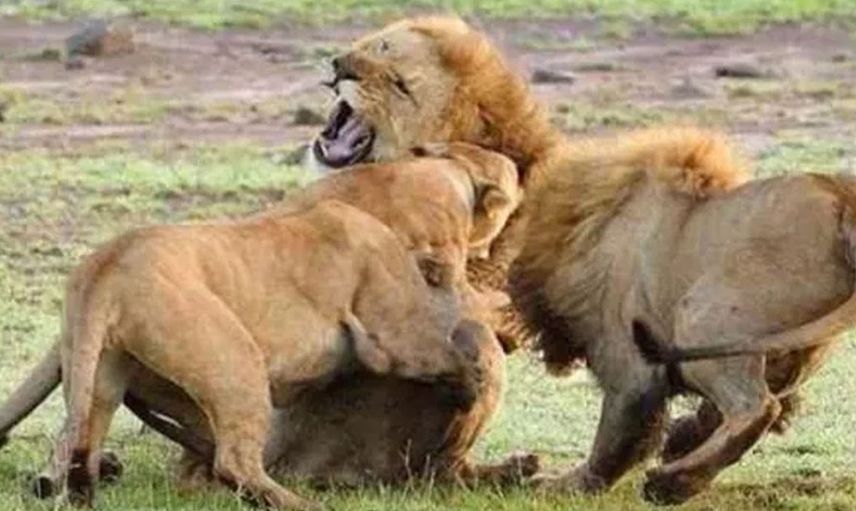 Ormanların kralının zor anları! Aslan öyle durumlarla karşı karşıya kaldı ki geyik haline üzüldü gel beni ye dedi