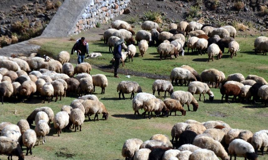 Büyük baş ve küçük baş kurbanlar ne kadar? Türkiye geneli il il 2022 yılı kurban fiyatları belli oldu!