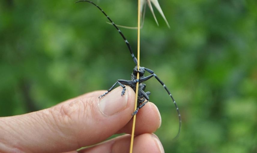 Drakula böceğinin istila ettiği ağaçlar yakılıyor! 7 mahalle karantina altında