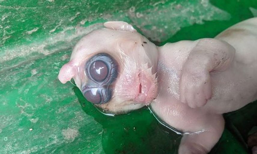 Kehanet söylentileri doğru çıktı! Ortaya çıkan o yaratık herkese korku saldı