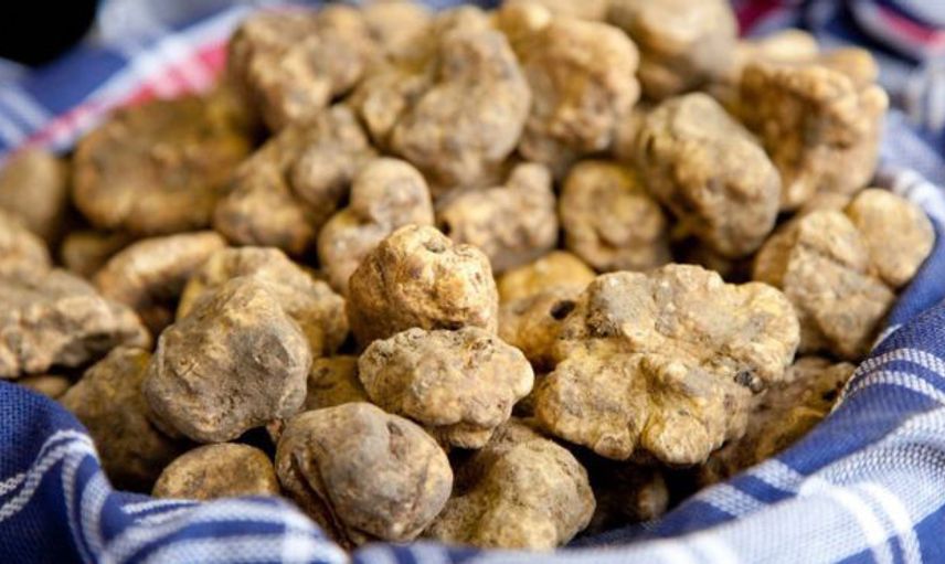 Şanlıurfa’da Keme Mantarını Bulan Köşeyi Dönüyor