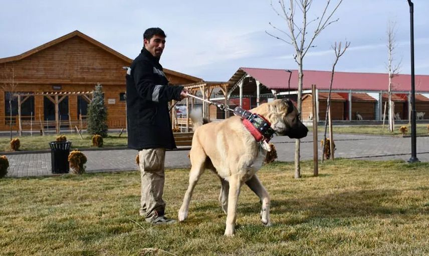 Safkan Sivas Kangalı’nın Bakımı da Sivaslılar Tarafından Yapılıyor