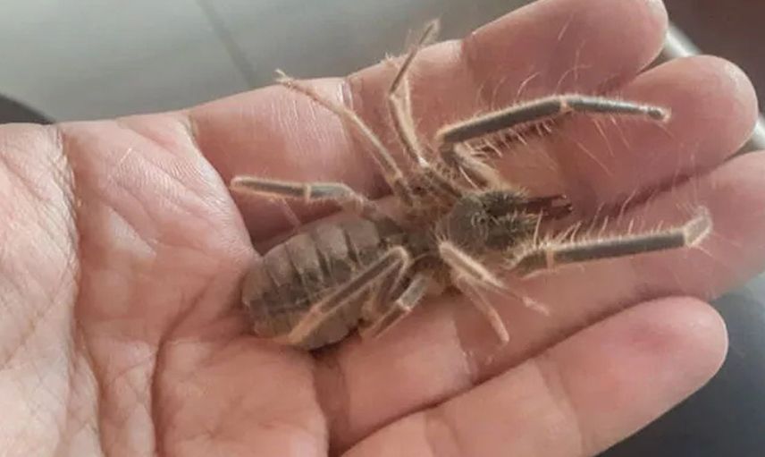 Zehirli ve güçlüler