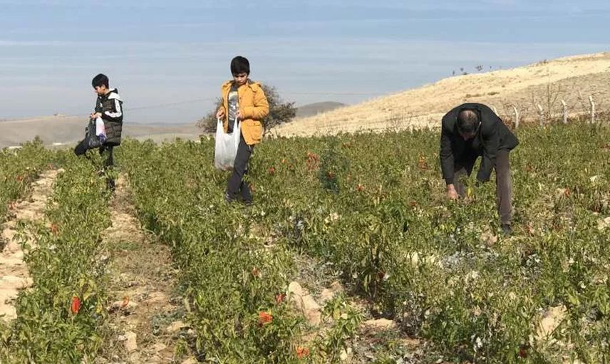 Elazığ’da Yaşayan Çiftçi Tarlasını İhtiyaç Sahiplerine Açtı: 7 Ton Sebzeyi Ücretsiz Dağıttı