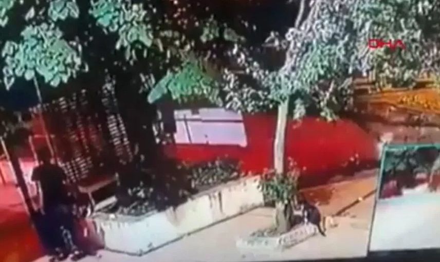 Üsküdar'da Kediyi İşkence Ederek Öldüren Şahıs Tutuklandı