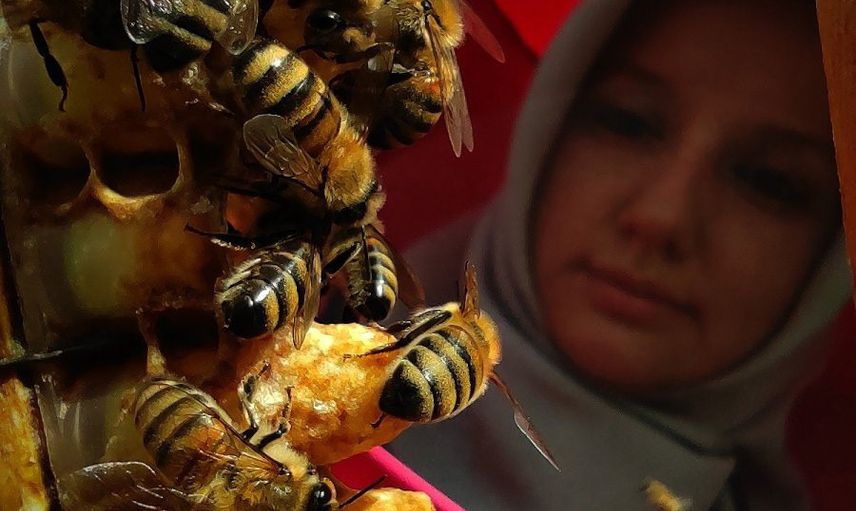 Bursa'da Arı Sütünün Kilosu 8 Bin TL'den Satılıyor
