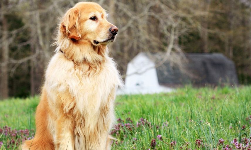 Evde Bakılması Yasak Olan Köpek Türleri Nelerdir?