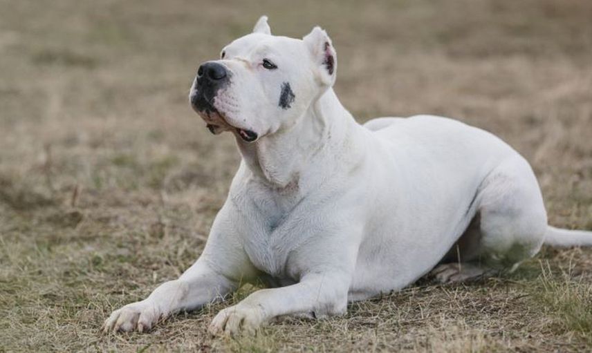 DOGO ARGENTINO