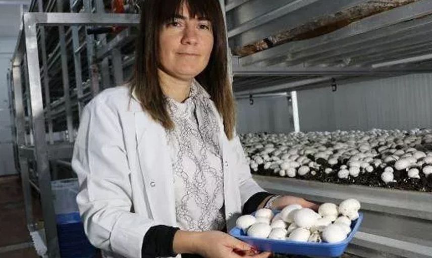 Mantar Tesisinde İlk Hasatta Dört Ton Üretim Elde Edildi