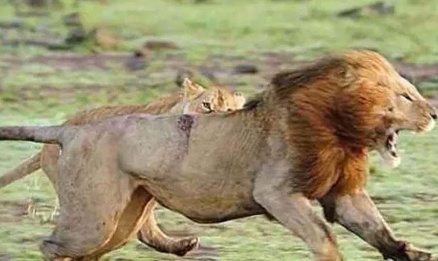 Ormanların kralının zor anları! Aslan öyle durumlarla karşı karşıya kaldı ki geyik haline üzüldü gel beni ye dedi